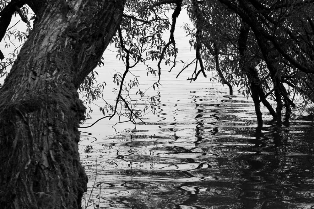 Tree Black White Water Simplicity Black And White Tree Black White Water Simplicity Black And White