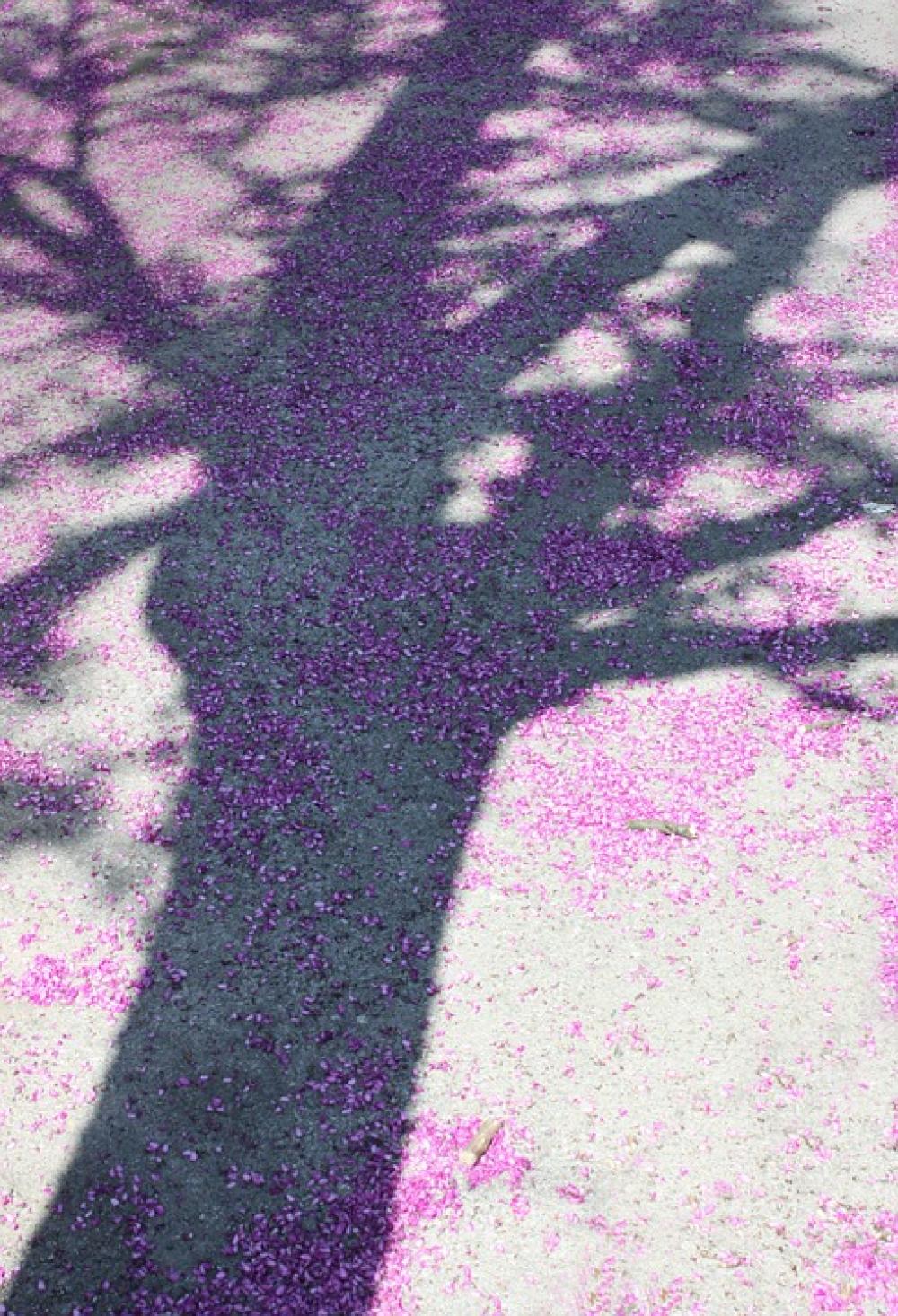 Tree Spring Nature Shadow Purple Flowers Tree Spring Nature Shadow Purple Flowers