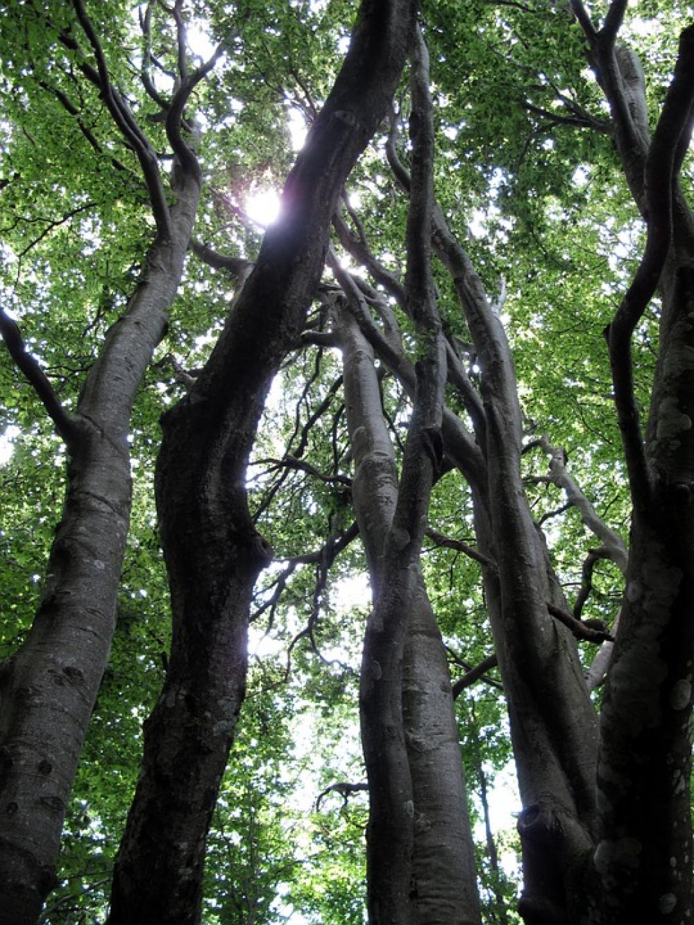 Tree Uplight Forest Trunk Nature Wood Bark Tree Uplight Forest Trunk Nature Wood Bark
