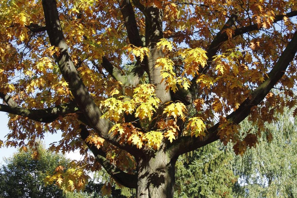 Tree Leaves Autumn October Season Tree Leaves Autumn October Season