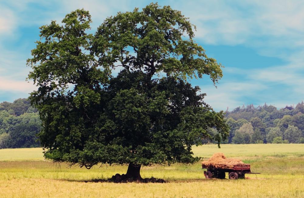 Tree Nature Fields Grain Cart Landscape Seasons Tree Nature Fields Grain Cart Landscape Seasons