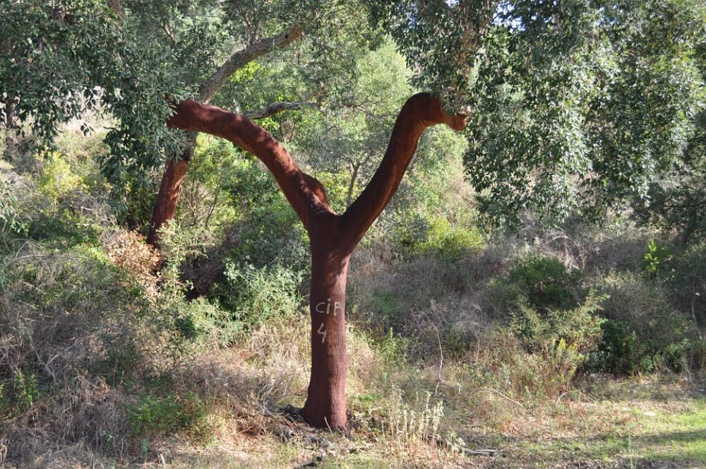 Tree Cork Bark Layer Cork Oak Nature Tree Cork Bark Layer Cork Oak Nature