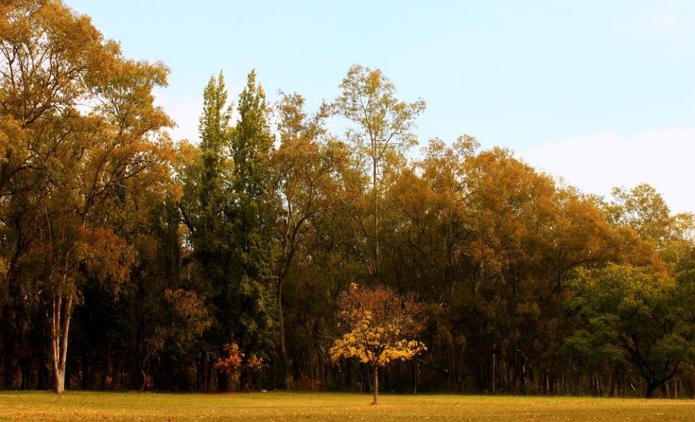 Tree Autumn Park Trees Prado Leaves Tree Autumn Park Trees Prado Leaves