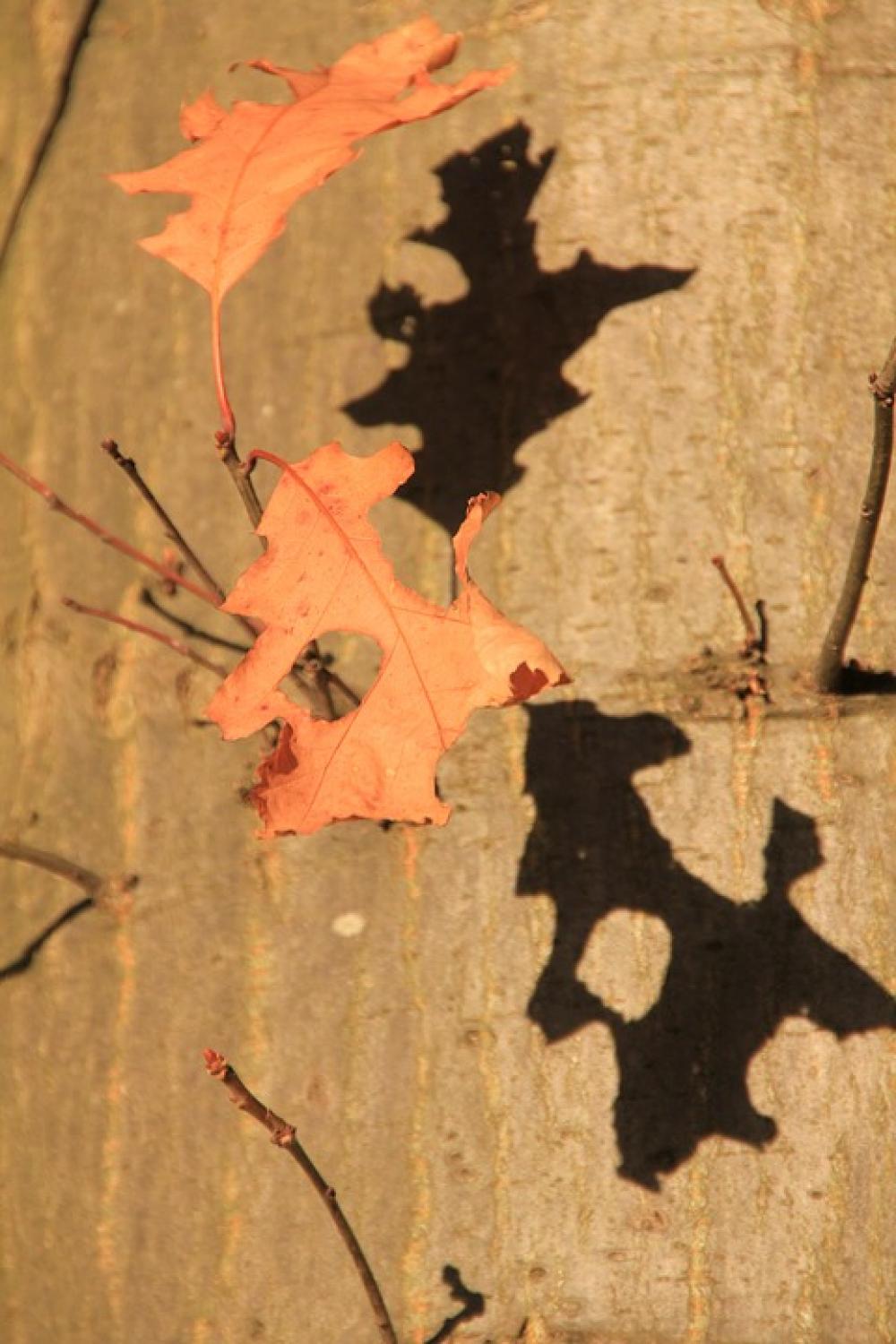 Tree Leaf Leaves Autumn Forest Tree Leaf Leaves Autumn Forest
