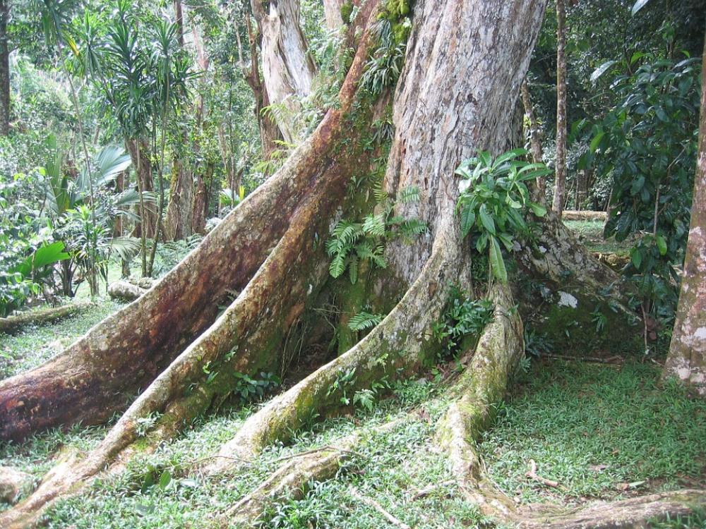 Tree Root Tribe Old Wood Overgrown Tree Root Tribe Old Wood Overgrown