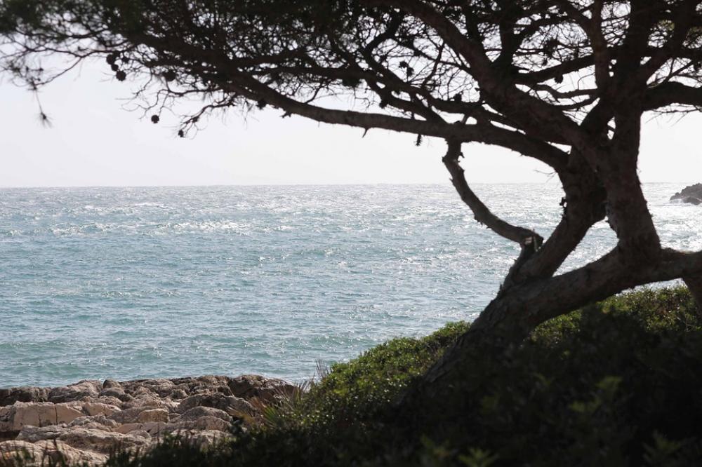Tree Mallorca Autumn Font De Sa Cala Vacations Sea Tree Mallorca Autumn Font De Sa Cala Vacations Sea