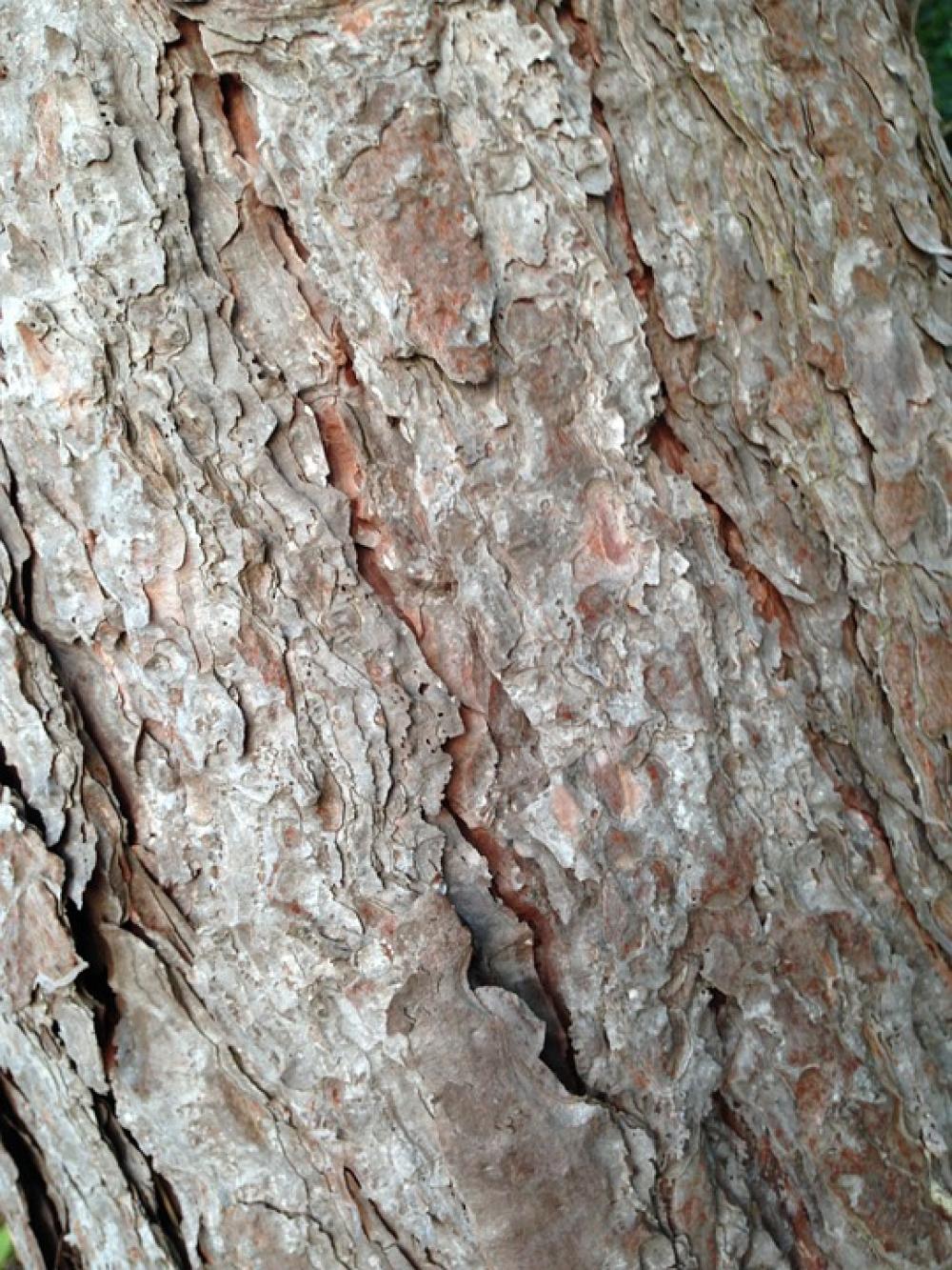 Tree Bark Bark Tree Nature Wood Trunk Brown Tree Bark Bark Tree Nature Wood Trunk Brown