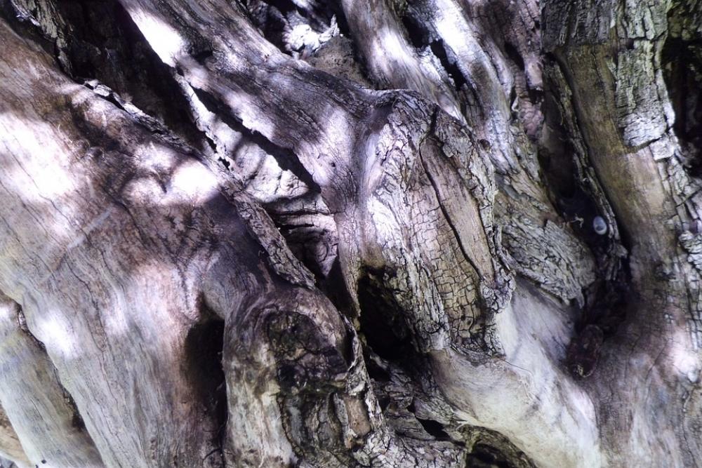 Tree Bark Trunk Nature Tree Bark Trunk Nature