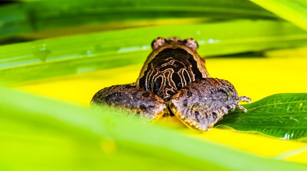 Tree Frog Anuran Frog Amphibians Tree Frog Anuran Frog Amphibians