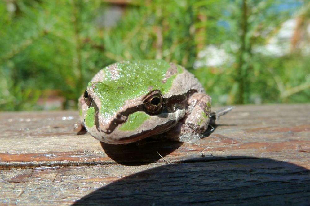 Tree Frog Green Amphibian Animal Creature Nature Tree Frog Green Amphibian Animal Creature Nature