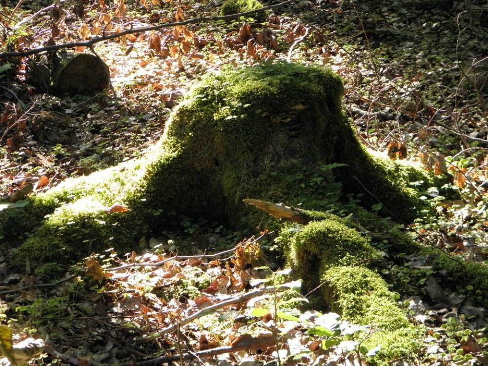 Tree Support Tree Forest Green Moss Leaves Tree Support Tree Forest Green Moss Leaves