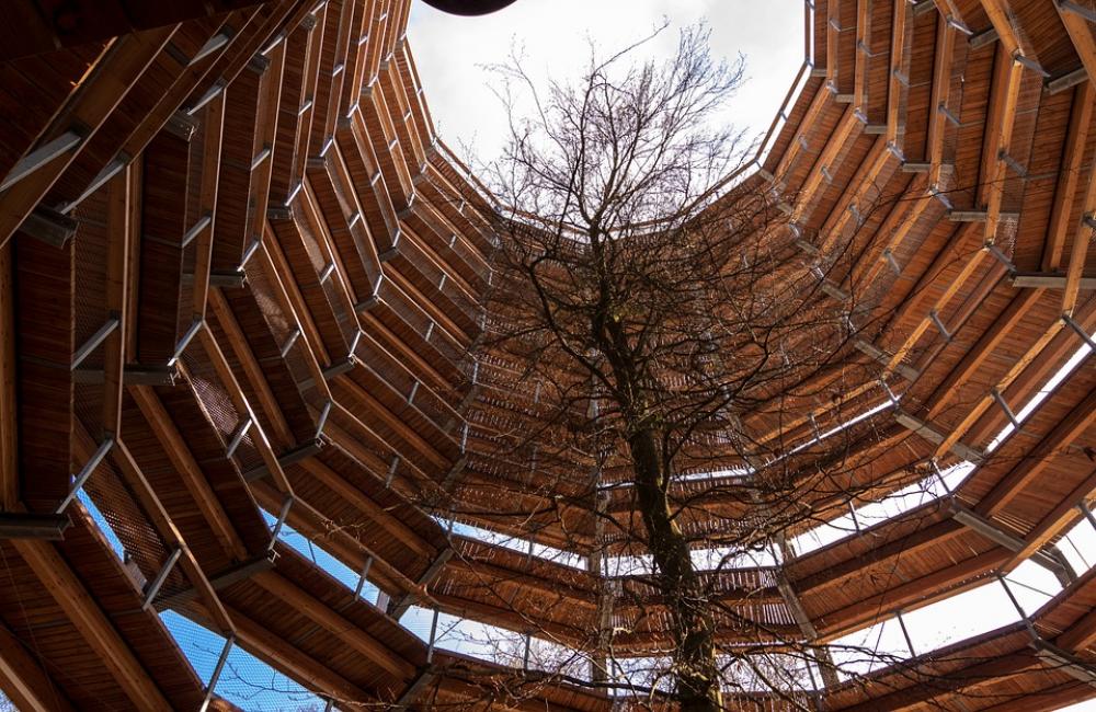 Tree Trail Treetop Path Platform Forest Tree Trail Treetop Path Platform Forest