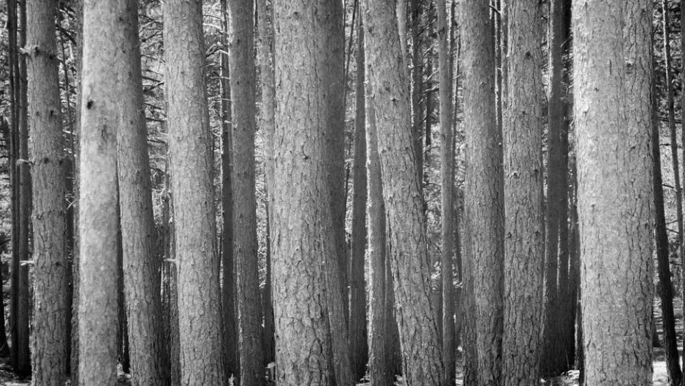 Trees Forest Wood Together Trees Forest Wood Together