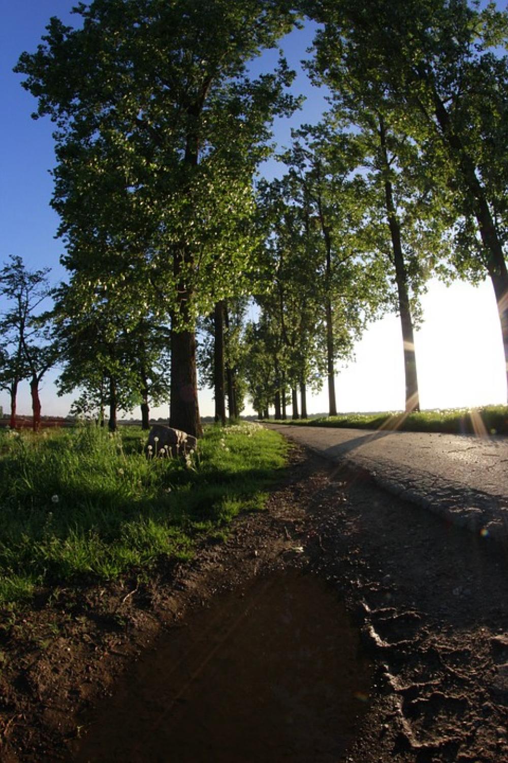 Trees Sky Tree Avenue Road Away Landscape Nature Trees Sky Tree Avenue Road Away Landscape Nature
