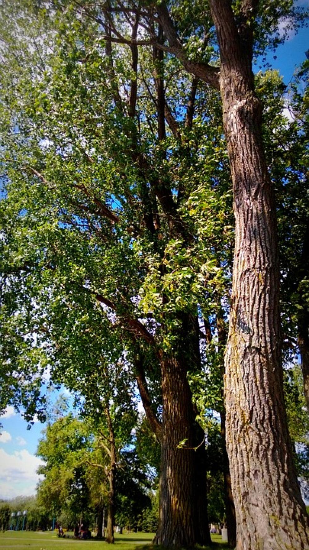 Trees Nature Lake Saint Louis Montreal Quebec Trees Nature Lake Saint Louis Montreal Quebec