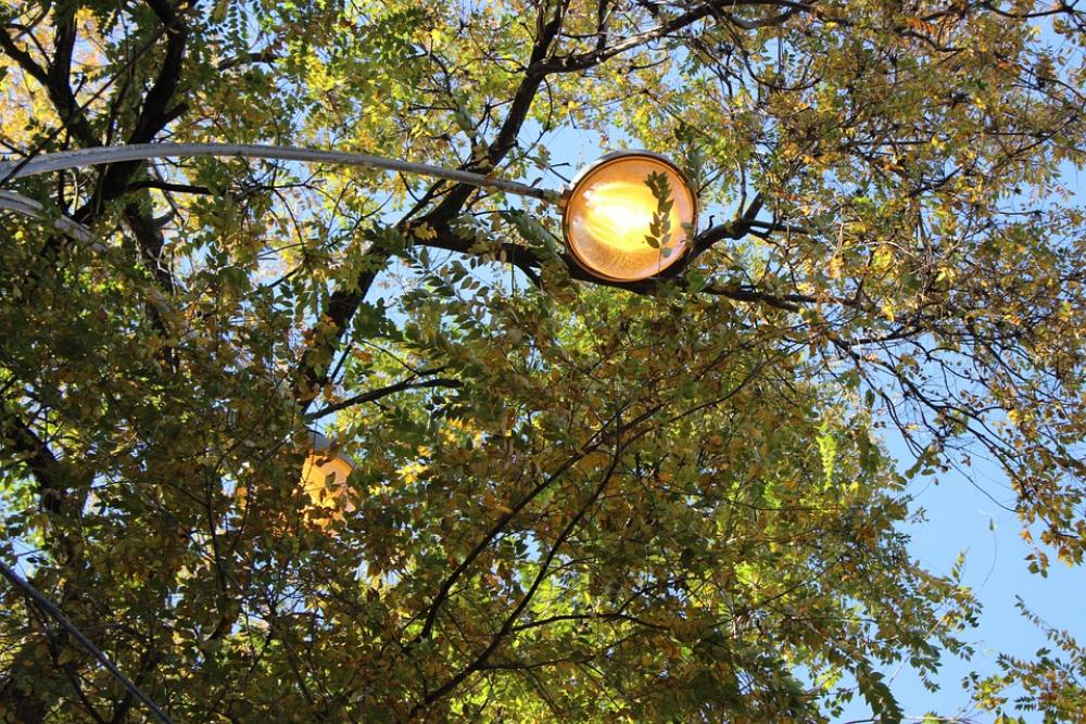 Trees Sky Lantern Trees Sky Lantern