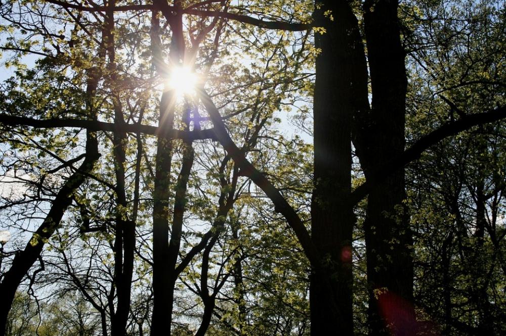 Trees Foliage Green Park Sun Penetrating Trees Foliage Green Park Sun Penetrating