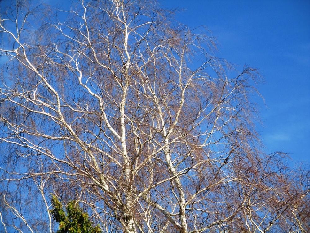 Trees Birch Nature Sky Tree Beautiful Atmosphere Trees Birch Nature Sky Tree Beautiful Atmosphere