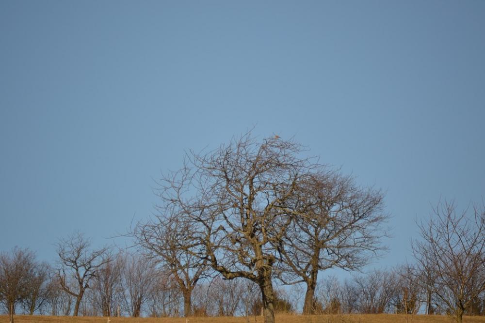 Trees Sky Blue Forest Nature Grass Sun Trees Sky Blue Forest Nature Grass Sun