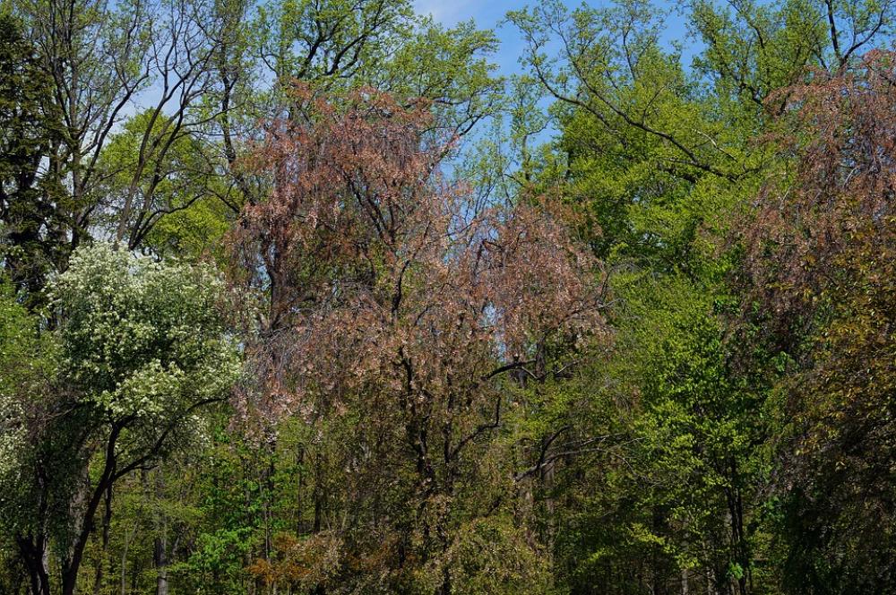 Trees Plants Nature Park Green Spring Forest Trees Plants Nature Park Green Spring Forest