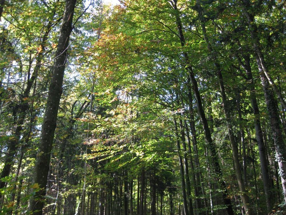 Trees Forest Summer Green Nature Sunlight Wood Trees Forest Summer Green Nature Sunlight Wood