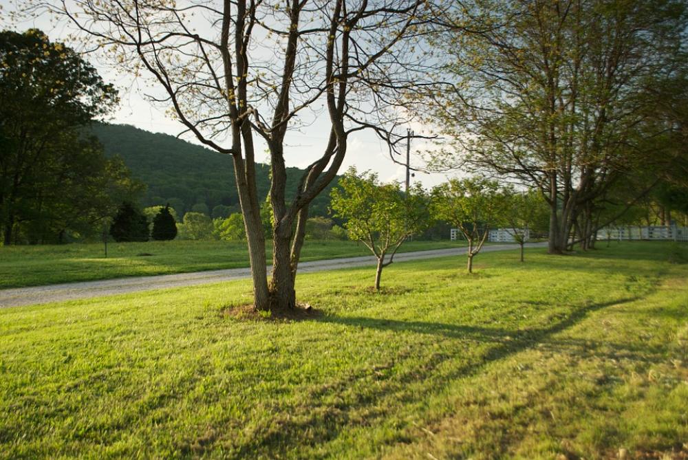 Trees Evening Outside Beautiful Lighting Field Trees Evening Outside Beautiful Lighting Field