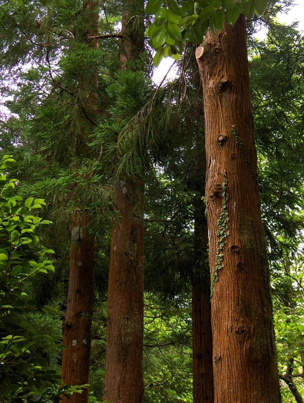Trees Forest Woods Nature Trees Forest Woods Nature