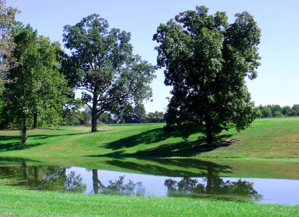 Trees Green Summer Water Trees Green Summer Water