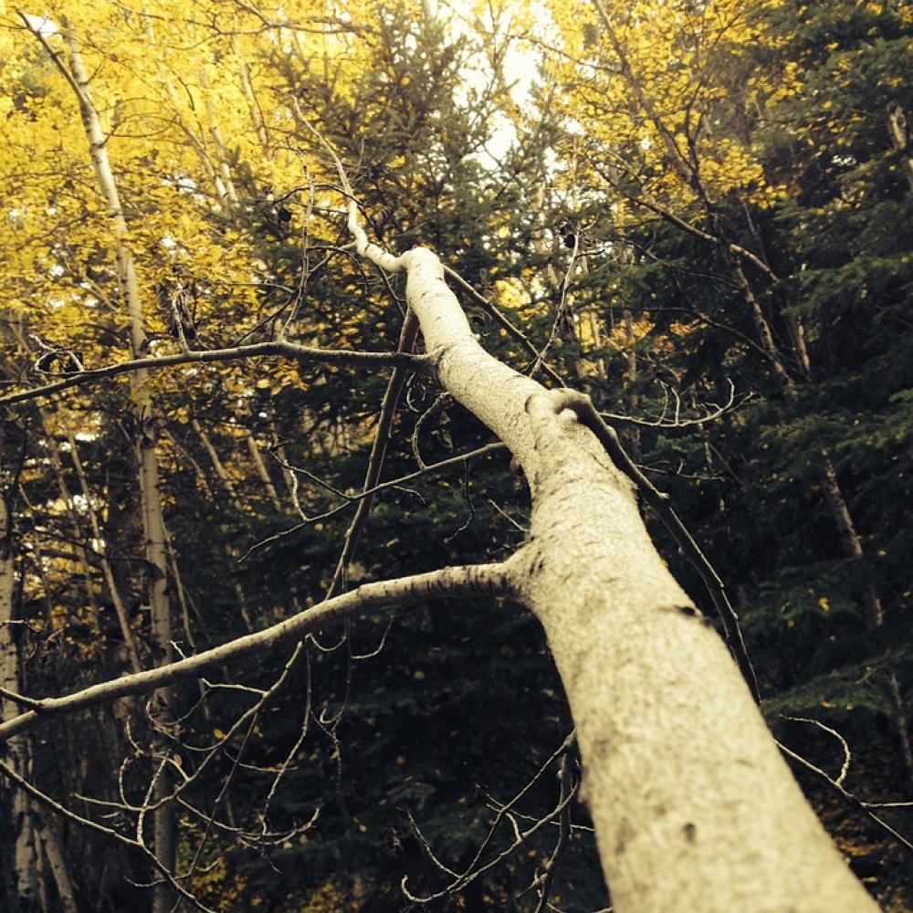 Trees Forest Autumn Yellow Nature Landscape Trees Forest Autumn Yellow Nature Landscape
