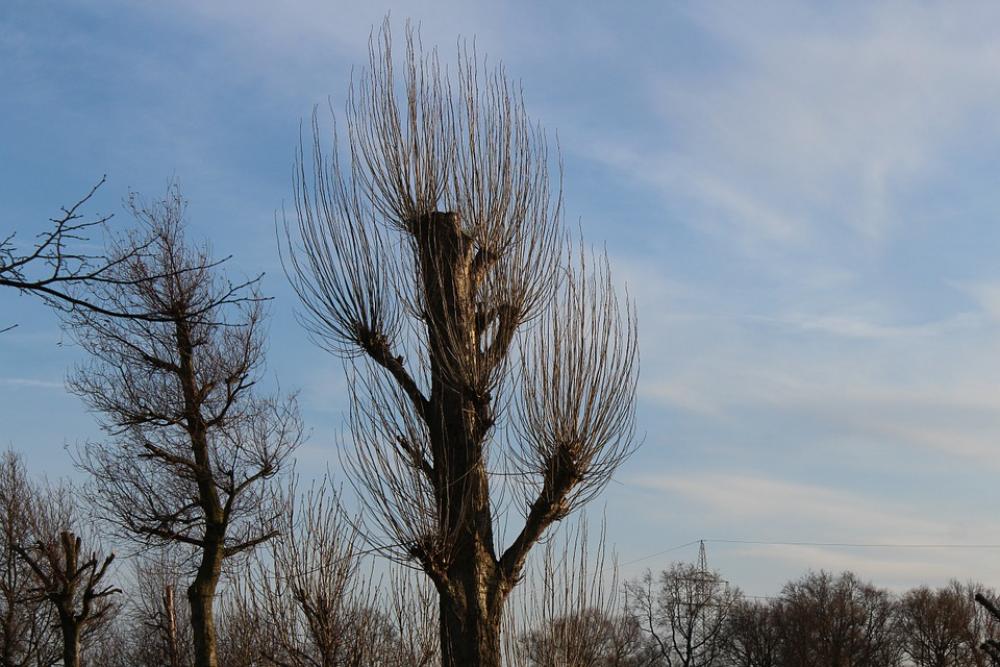 Trees Tree Kahl Trees Tree Kahl