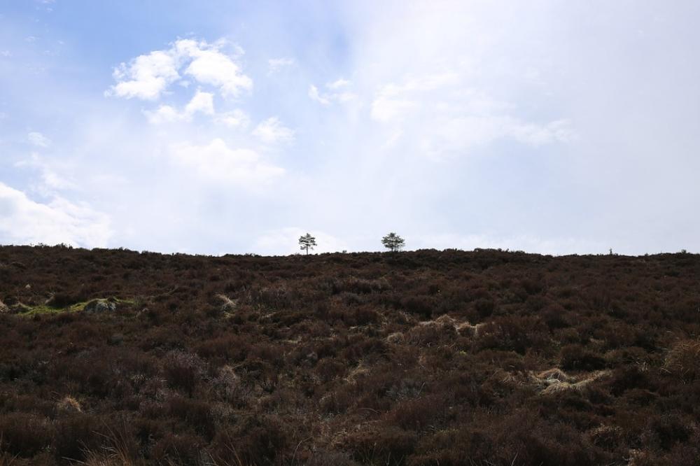 Trees Nature Outside Landscape Field Clouds Trees Nature Outside Landscape Field Clouds