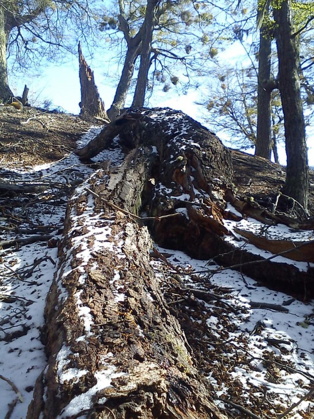 Trees Fallen Mountain Winter Snow Trees Fallen Mountain Winter Snow
