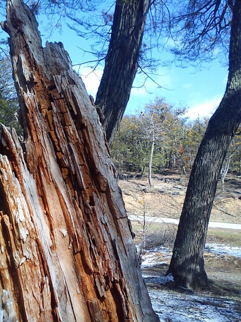 Trees Fallen Mountain Winter Snow Trees Fallen Mountain Winter Snow