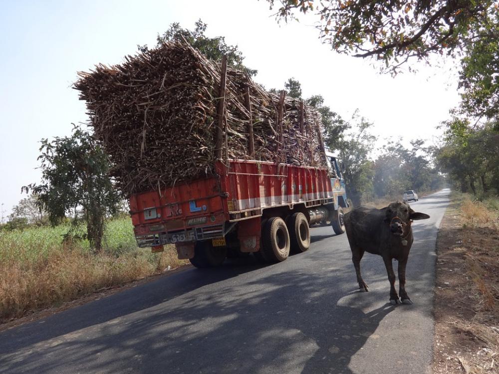 Truck Overcharge Cargo Sugarcane Cow India Truck Overcharge Cargo Sugarcane Cow India