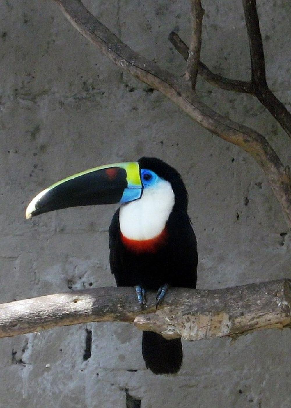 Tucan Bird Animal Nature Tucan Bird Animal Nature