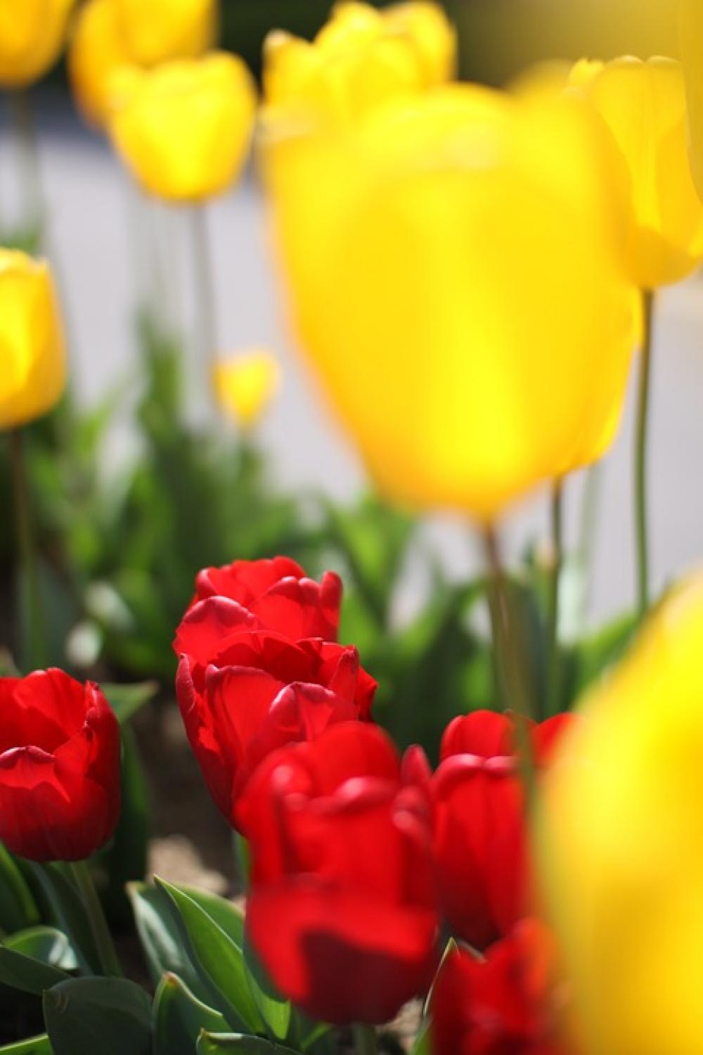 Tulip Flowers Spring Tulip Flowers Spring