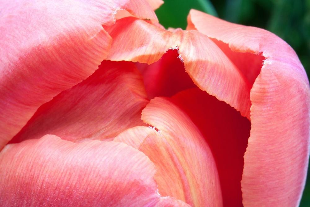 Tulip Lily Spring Nature Flowers Tulips Tulip Lily Spring Nature Flowers Tulips