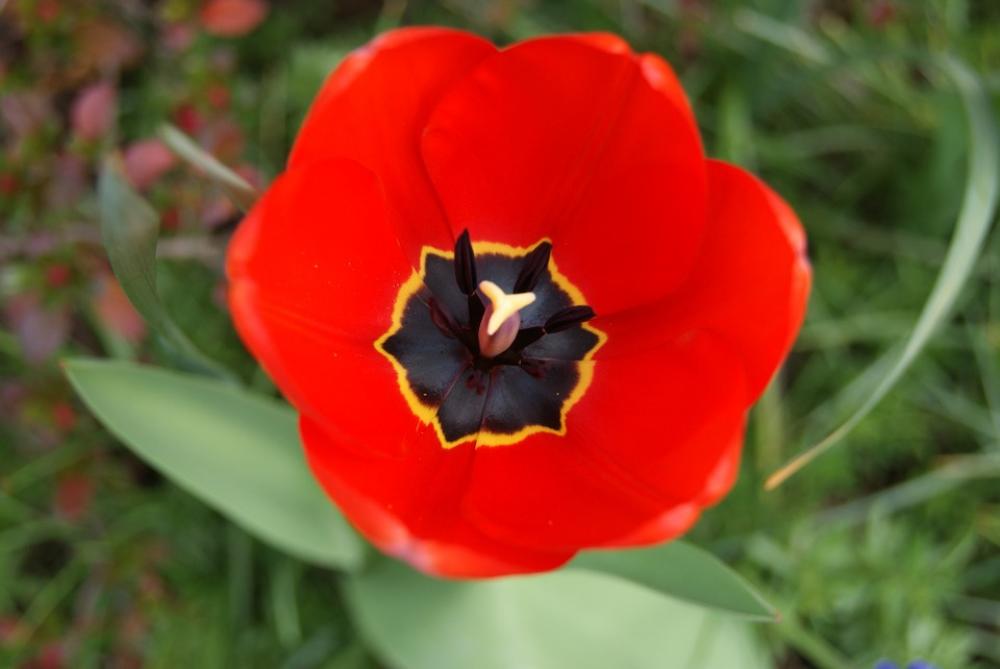 Tulip Flowers Nature Tulip Flowers Nature