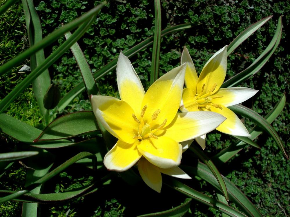 Tulip Spring Flower Yellow Flower Flower Flora Tulip Spring Flower Yellow Flower Flower Flora