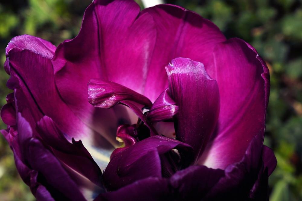 Tulip Blossom Bloom Colorful Macro Purple Tulip Blossom Bloom Colorful Macro Purple