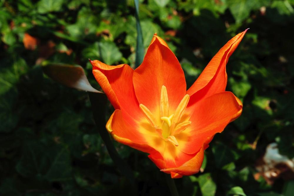 Tulip Holland Flower Flowers Bloom Blossomed Tulip Holland Flower Flowers Bloom Blossomed