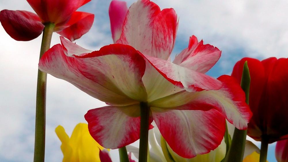 Tulip Tulips Flower Spring Flowers Bloom Tulip Tulips Flower Spring Flowers Bloom
