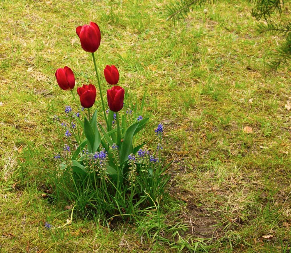 Tulip Tulips Spring Flower Nature Bloom Red Tulip Tulips Spring Flower Nature Bloom Red