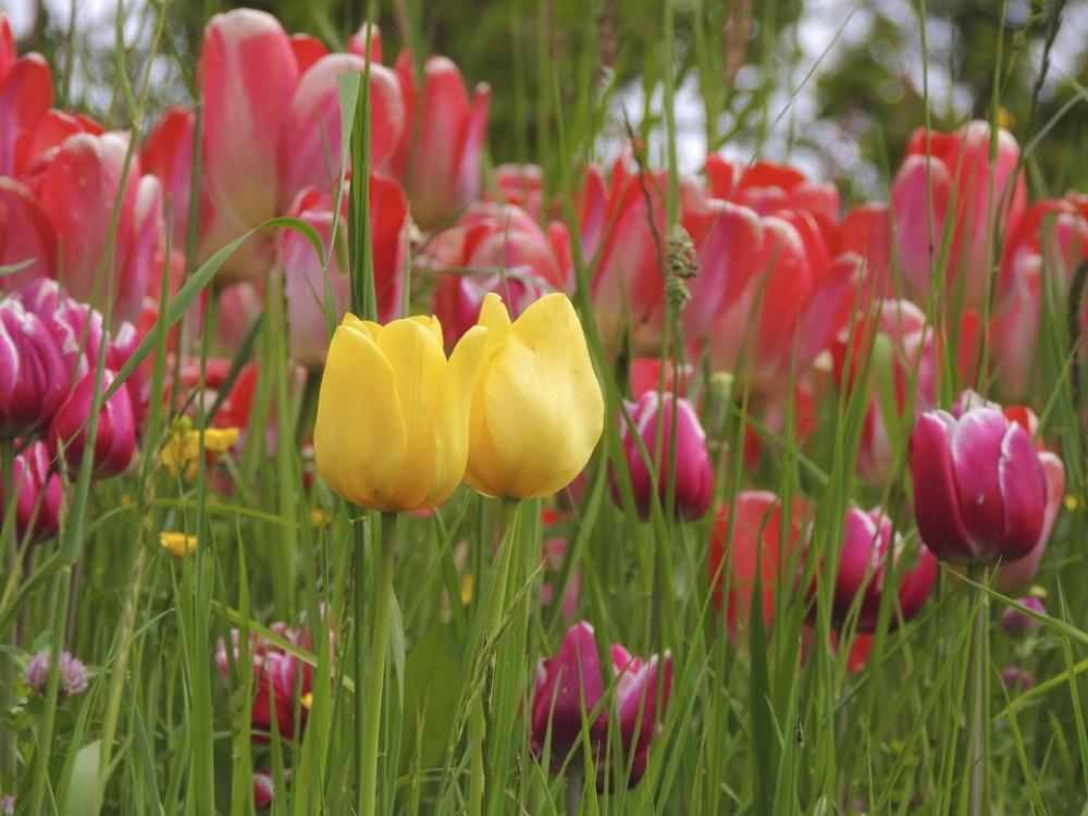 Tulip Together Yellow Red Macro Flowers Close Up Tulip Together Yellow Red Macro Flowers Close Up
