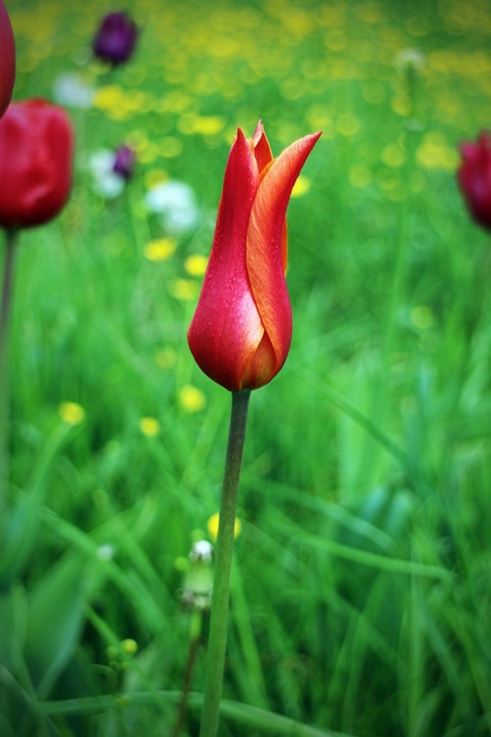 Tulip Spring Flower Red Blossom Bloom Plant Tulip Spring Flower Red Blossom Bloom Plant
