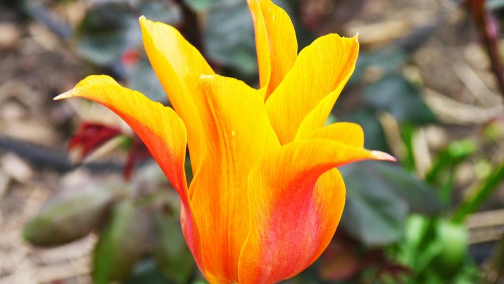 Tulip Noble Tulip Flower Spring Plant Tulip Noble Tulip Flower Spring Plant