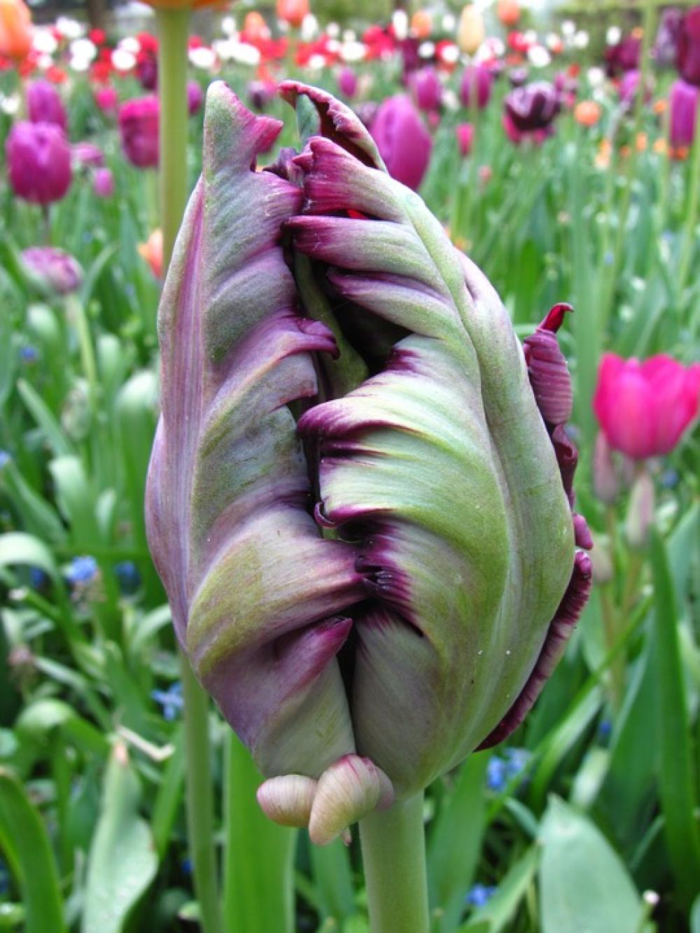 Tulip Violet Closed Spring Tulip Violet Closed Spring