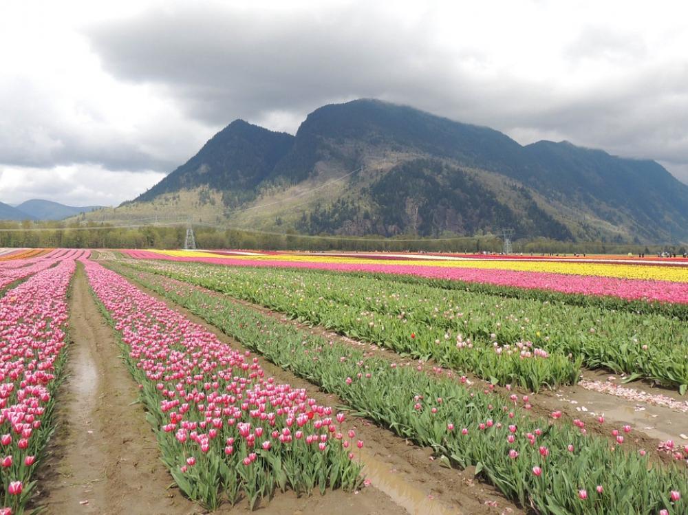 Tulip Garden Open Country Tulip Garden Open Country