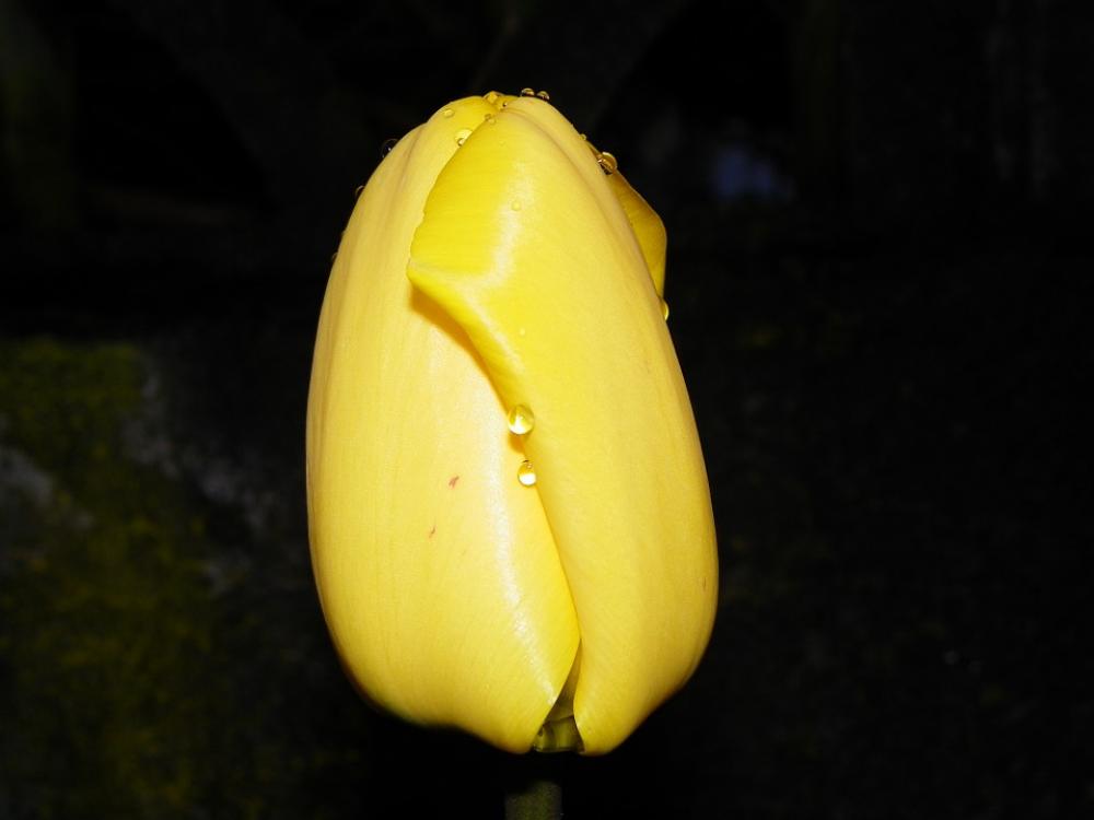 Tulip Flower Dew Yellow Floral Closed Tulip Flower Dew Yellow Floral Closed