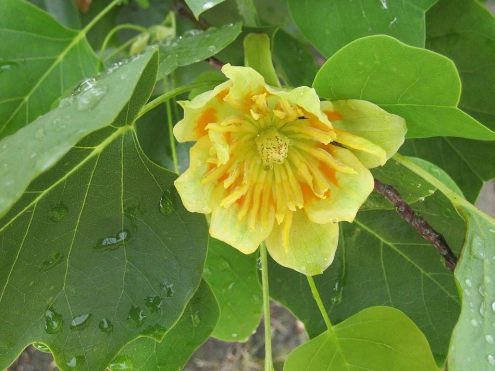 Tulip Tree Liriodendron Tulipifera Magnoliengewaechs Tulip Tree Liriodendron Tulipifera Magnoliengewaechs